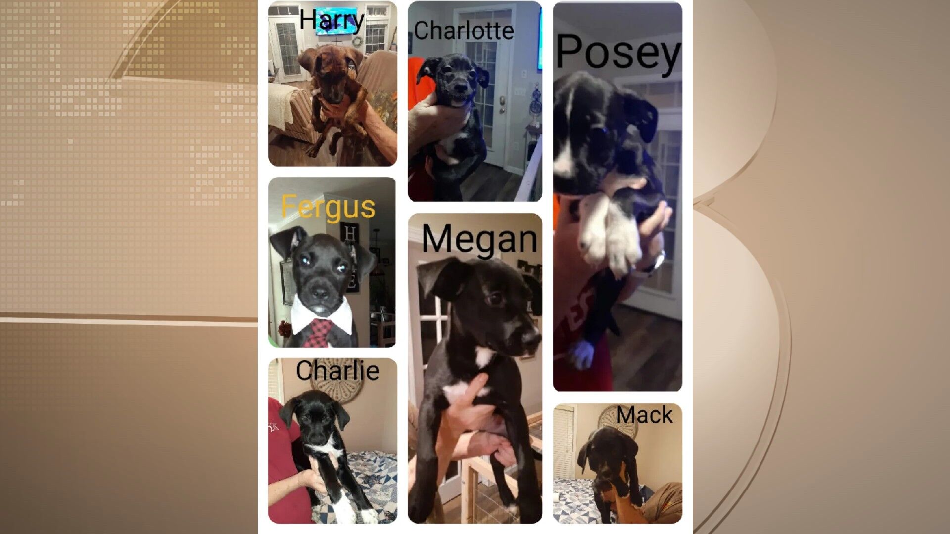 Finding Forever Animal Rescue (618) 922-5186